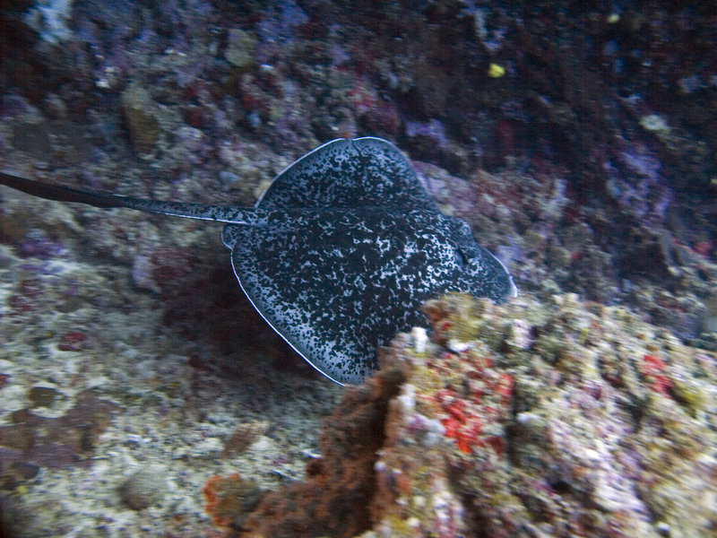 Shark's Cave 1, Marble Ray